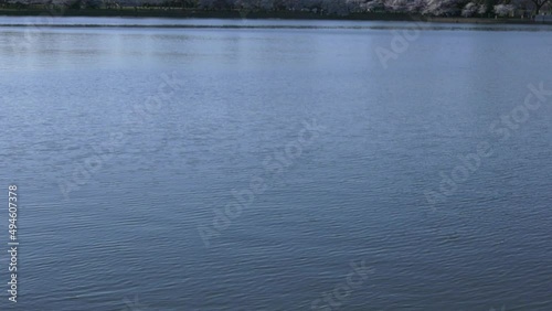 Diffuse reflection in rippled water — Tidal Basin in Washington, DC