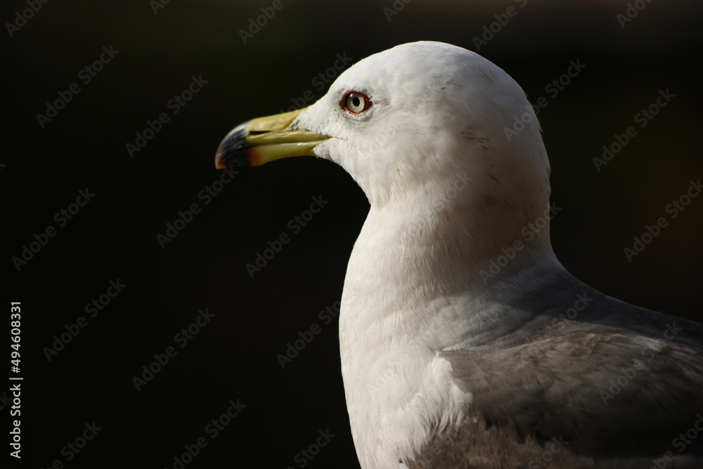 close-up of the head of a seagull close-up of the head of a seagull