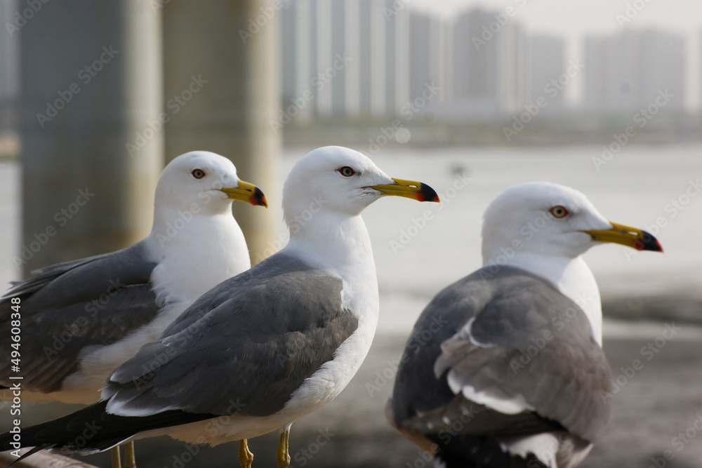 Seagulls are looking at one place. Seagulls are looking at one place.