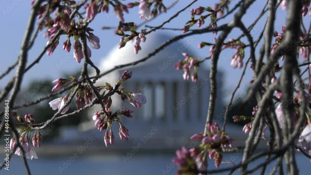 Jefferson Memorial in cherry blossom season