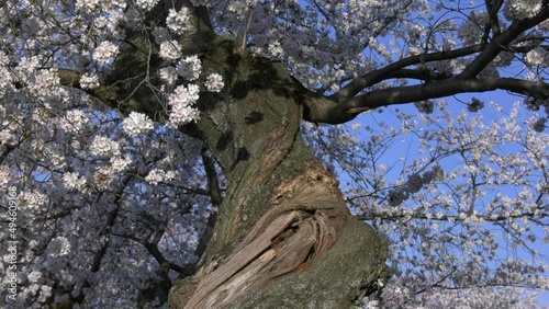 Cherry Blossoms around the Tidal Basin