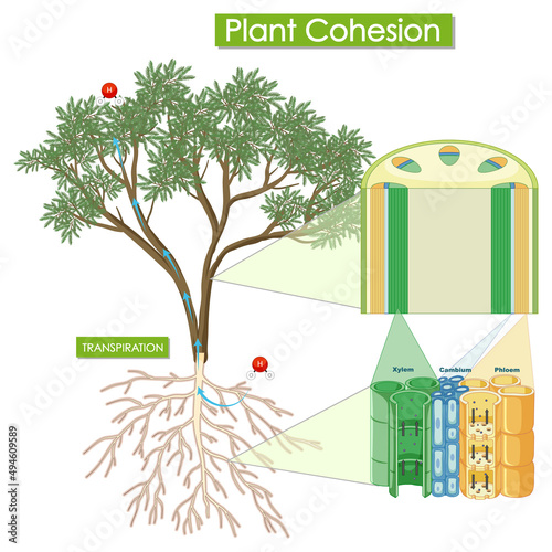 Diagram showing plant cohesion