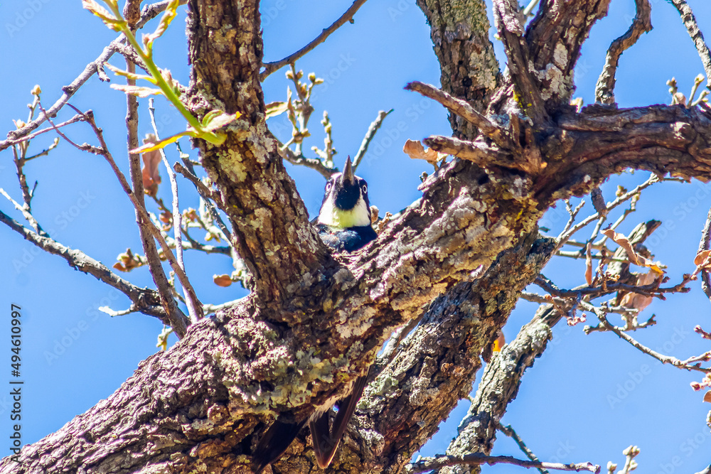 pajaro carpintero bellotero asomado a través de un árbol en zacatecas pajaro carpintero bellotero asomado a través de un árbol en zacatecas