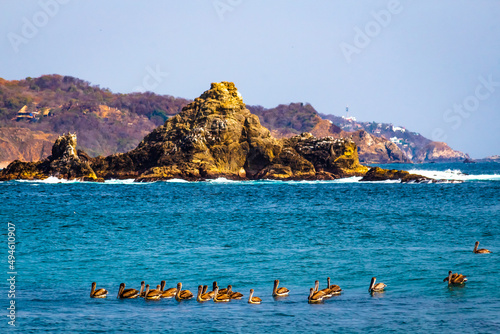 grupo de pelicanos pardos pelecanus occidentalis en el mar con un islote en el fondo en la playa de mazunte en oaxaca 