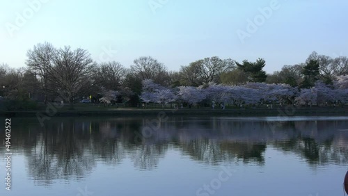 Cherry Blossoms around the Tidal Basin