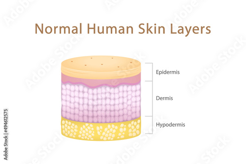 Normal Human Skin Layers Cylinder