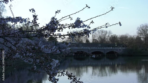 Cherry Blossoms around the Tidal Basin