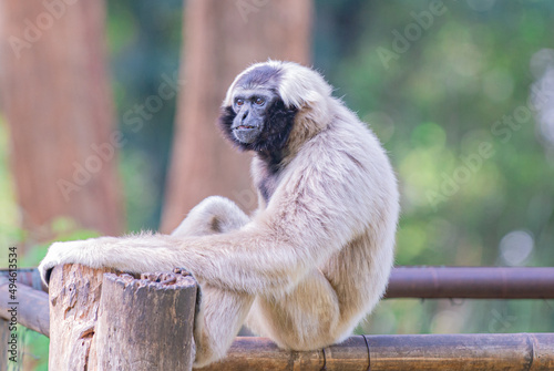 Canvas Print picture of a monkey or gibbon which it is in the zoo