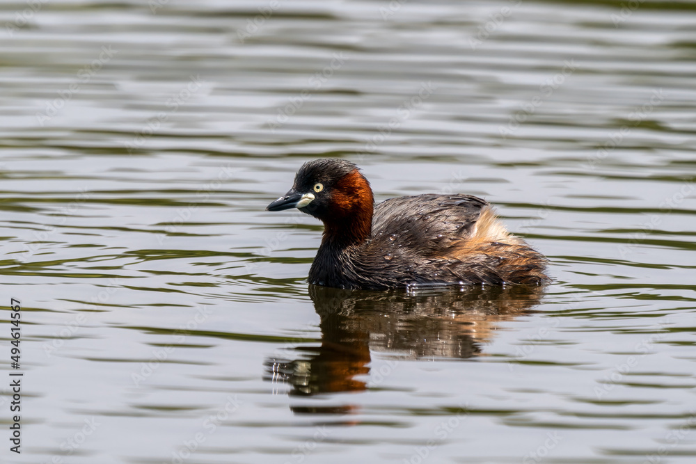 Little grebe (Tachybaptus ruficollis) swimming and hunting in a small pond