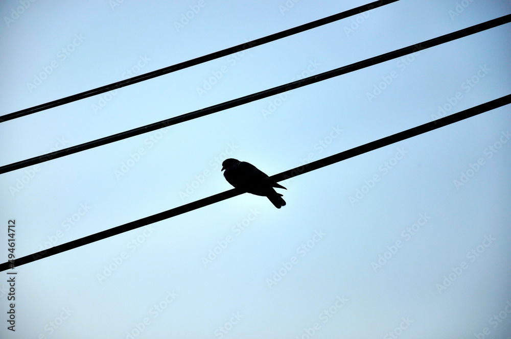 Silhouette bird sittings on cable wire over blue sky background Silhouette bird sittings on cable wire over blue sky background