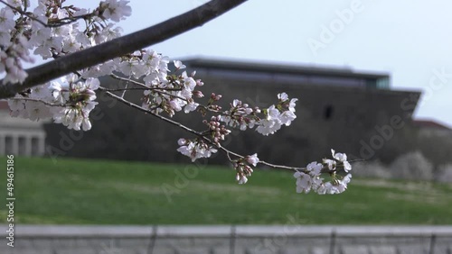 Cherry Blossoms in front of NMAAHC