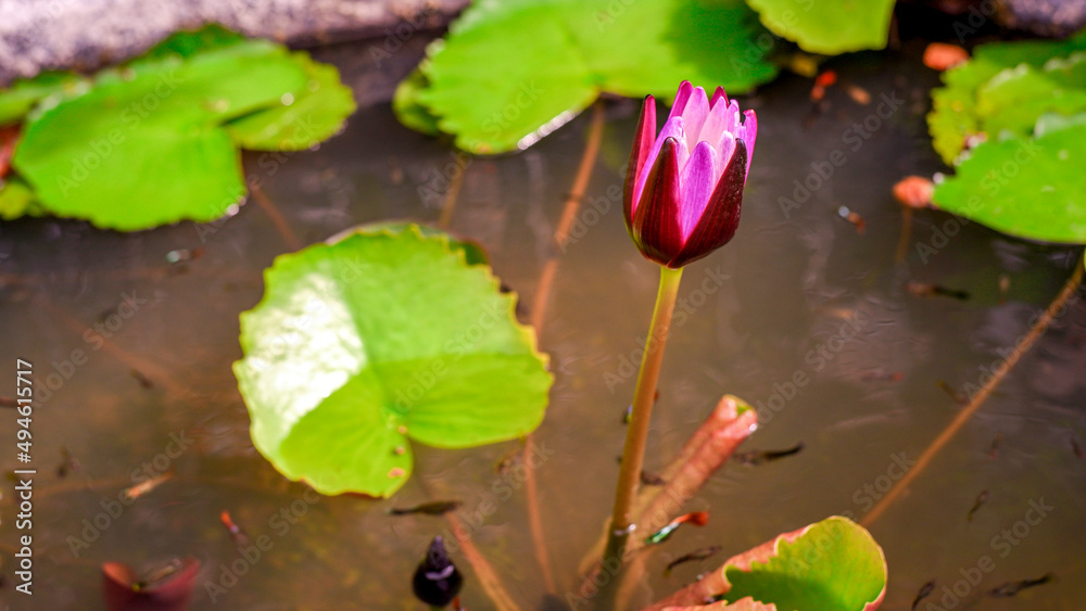 A photograph of a lotus blooming in a fish pond on a summer evening. A photograph of a lotus blooming in a fish pond on a summer evening.
