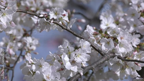 Cherry Blossom tree flowers — static