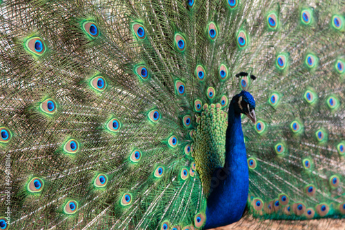 peacock in springtime with beautiful feathers. High quality photo photo