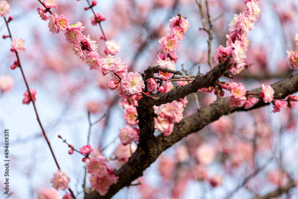 The beautiful plum blossoms in the park in spring The beautiful plum blossoms in the park in spring