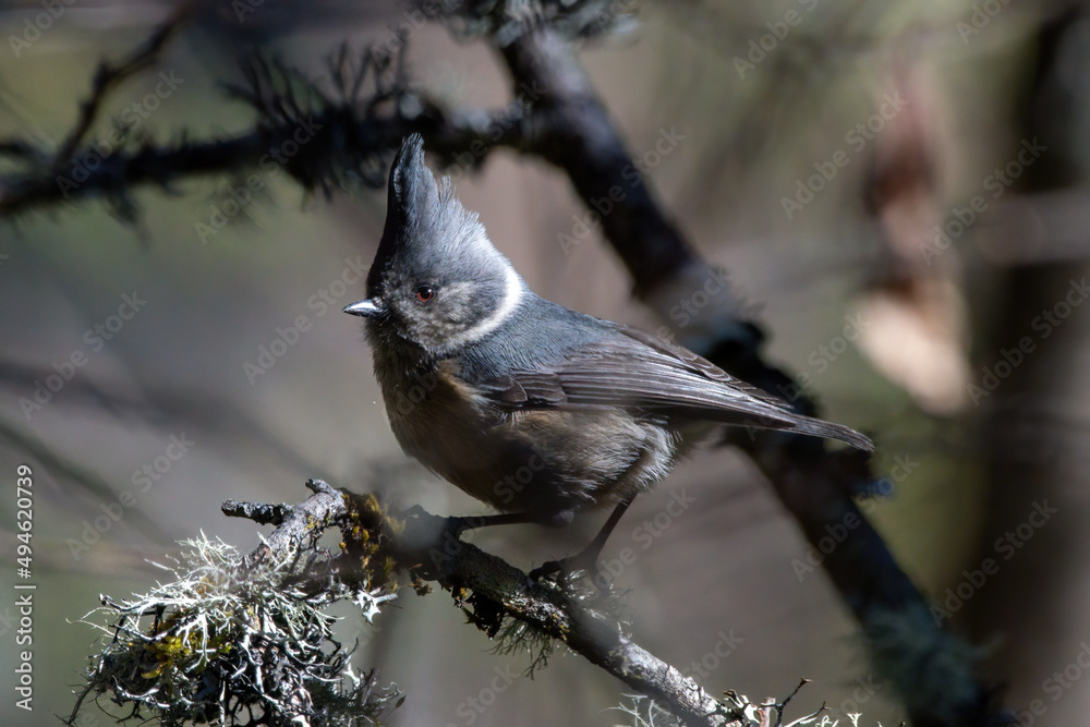 Naklejka premium Grey-crested tit (Lophophanes dichrous) photographed in North Sikkim, India