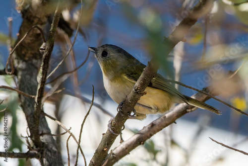 Photography Green shrike-babbler (Pteruthius xanthochlorus) photographed in Sikkim, India