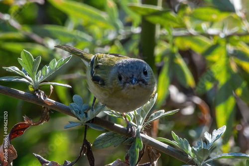 Green shrike-babbler (Pteruthius xanthochlorus) photographed in Sikkim, India photo