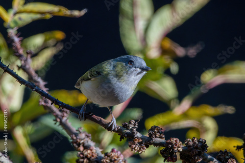 Green shrike-babbler (Pteruthius xanthochlorus) photographed in Sikkim, India photo