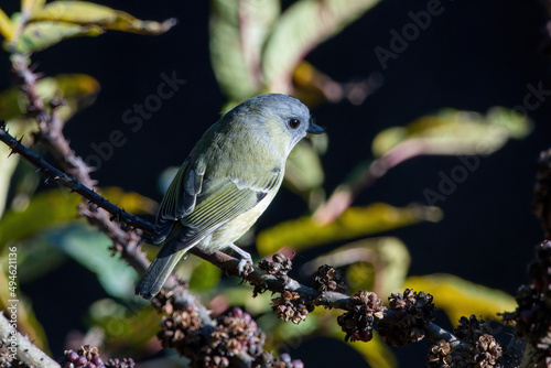 Bilde på lerret Green shrike-babbler (Pteruthius xanthochlorus) photographed in Sikkim, India