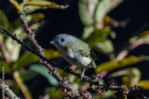 Photography Green shrike-babbler (Pteruthius xanthochlorus) photographed in Sikkim, India
