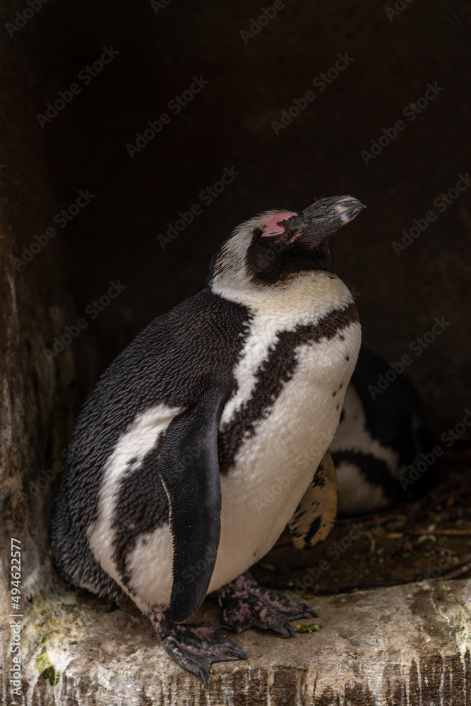 Fototapeta premium Portrait of a South African penguin sleeping in its nest in the rock