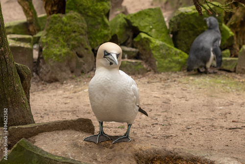 Sea bird