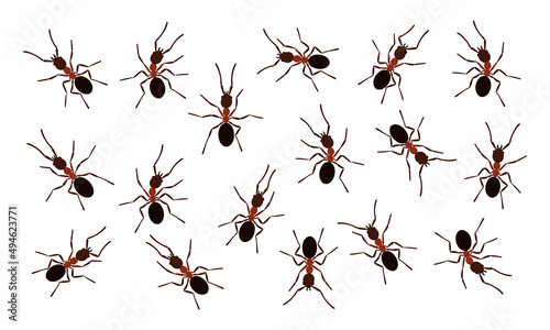 Brown ant insects black silhouettes vector illustration isolated on white background. Ant colony fauna black silhouettes symbol species collection. © Konstantin
