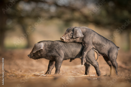 Large Black rare breed piglets mounting each other in play