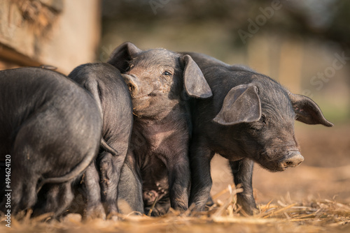 Litter of Large Black rare breed piglets in the sun