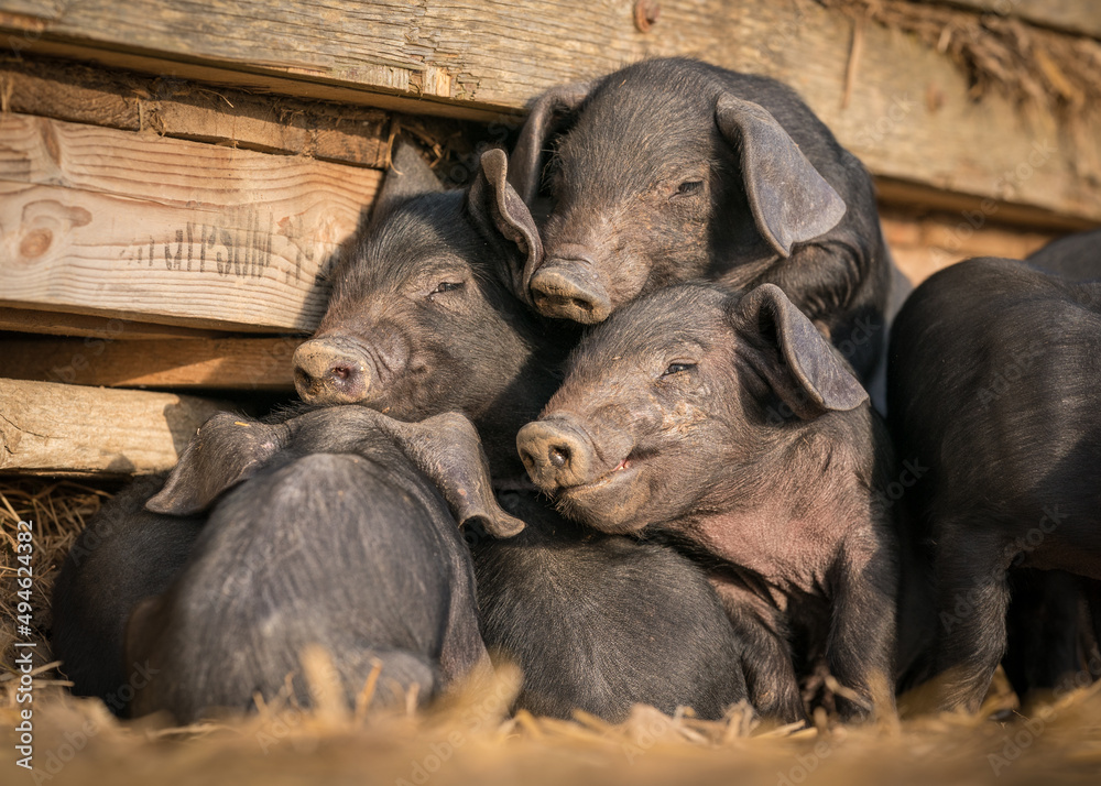 Large black rare breed piglets resting in the sun Large black rare breed piglets resting in the sun