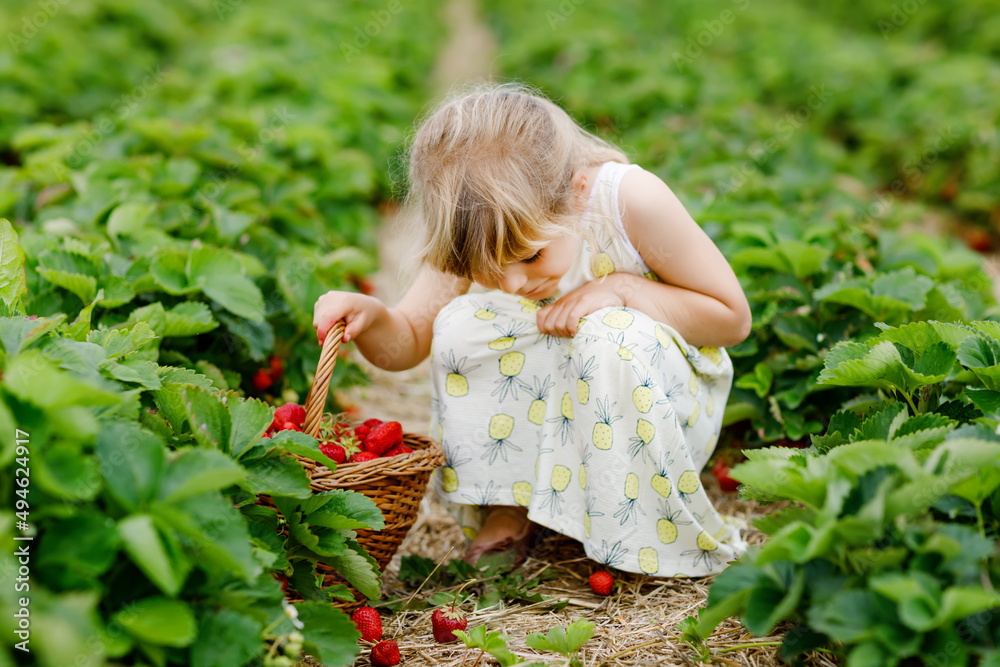Happy little preschool girl picking and eating healthy strawberries on organic berry farm in summer, on sunny day. Child having fun with helping. Kid on strawberry plantation field, ripe red berries.