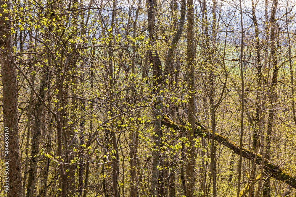 Obraz premium Budding forest in the springtime