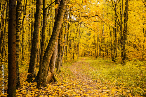 Path through yellow autumnal forest covered with fallen leaves