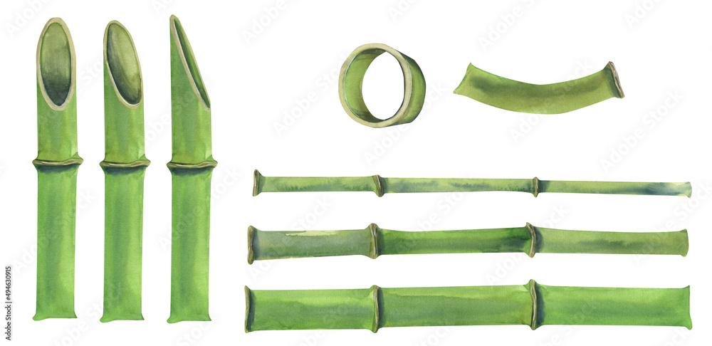 Obraz premium Watercolor illustration of a set of bamboo parts. The stems are green with different sections and without. For the design of banners, postcards, posters, for advertising and business.