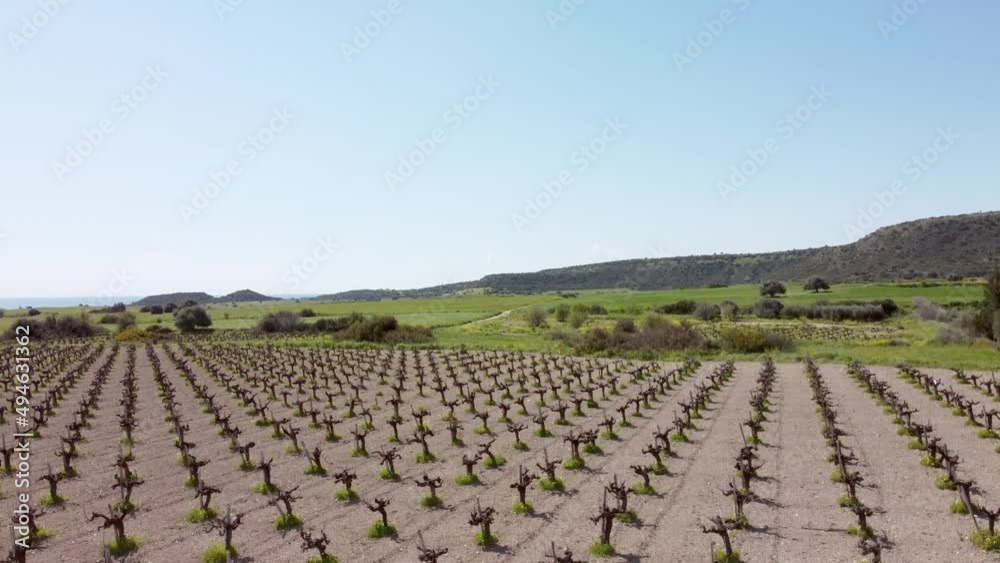 Vineyards on the Mediterranean coast in Cyprus in Avdimou village. Vineyards on the Mediterranean coast in Cyprus in Avdimou village.