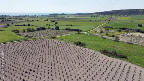 Vineyards on the Mediterranean coast in Cyprus in Avdimou village. photo