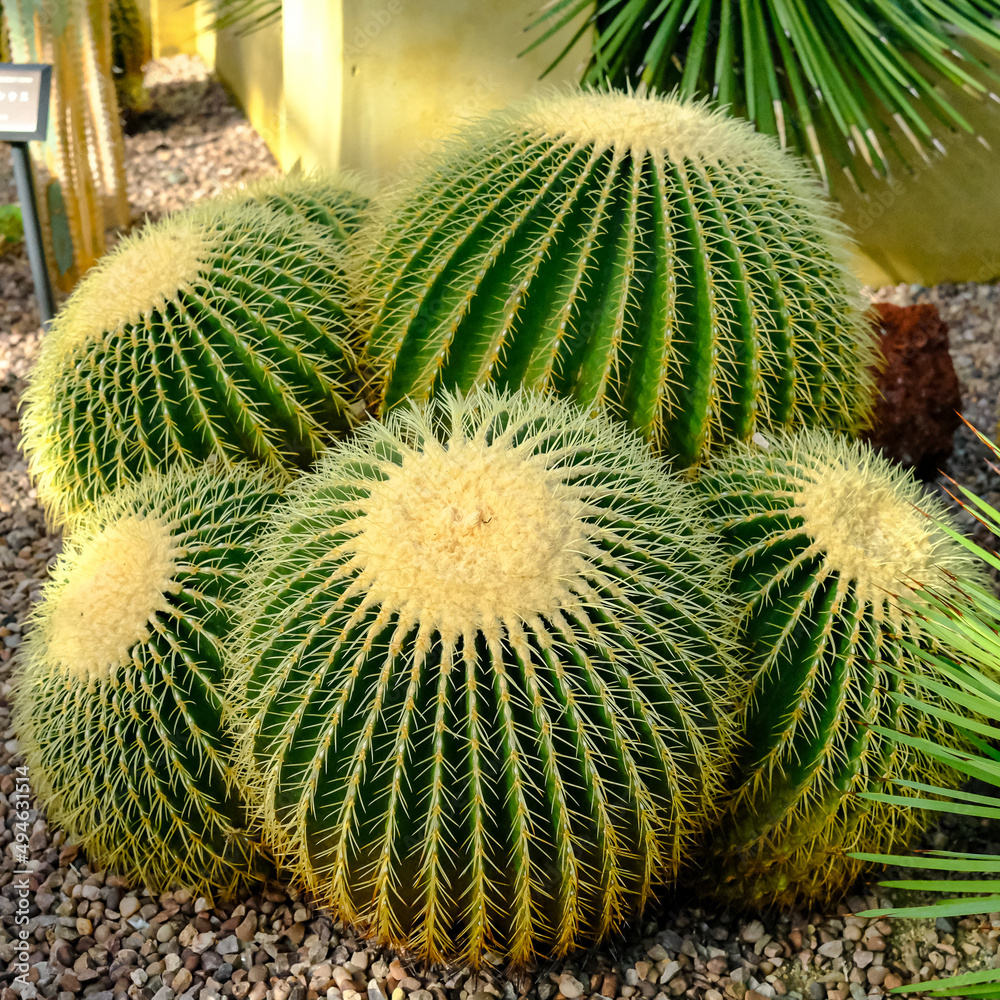 Close up green golden barrel cactus, golden ball or mother on-law, echinocactus grusonii Close up green golden barrel cactus, golden ball or mother on-law, echinocactus grusonii