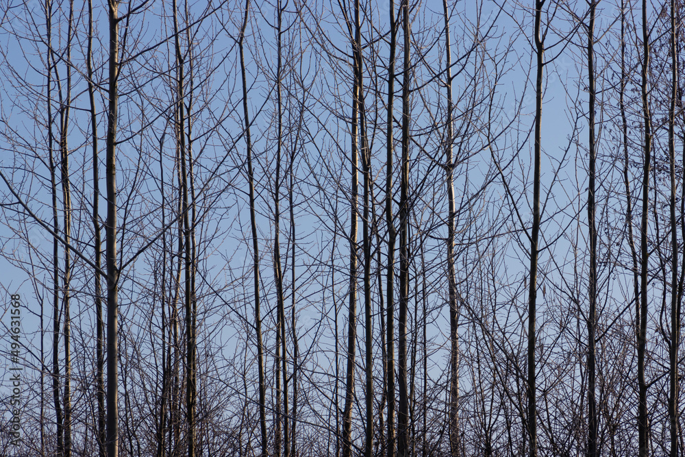 Thin tree trunks for vertical natural background Thin tree trunks for vertical natural background