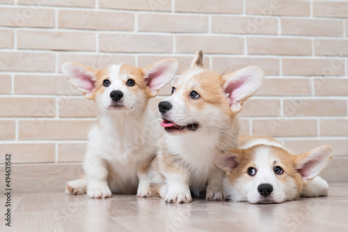 Three cute red pembroke corgi puppies are sitting near a brick wall. 