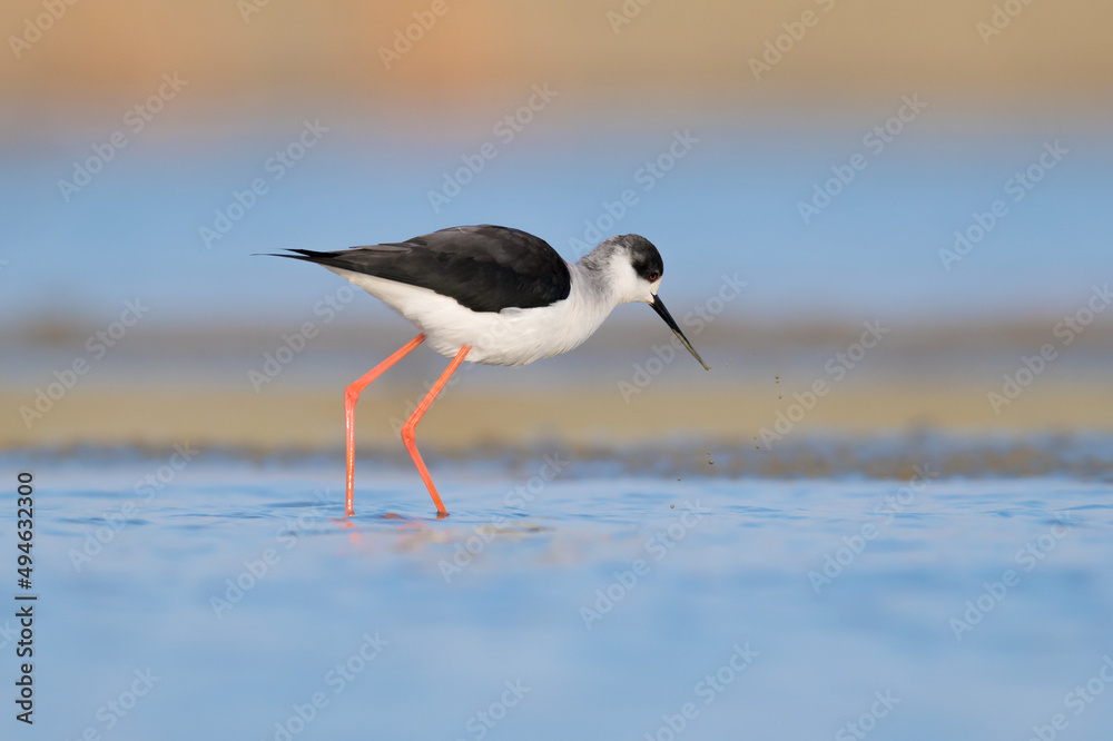 Black winged stilt looking for food in the pond (Himantopus himantopus) Black winged stilt looking for food in the pond (Himantopus himantopus)