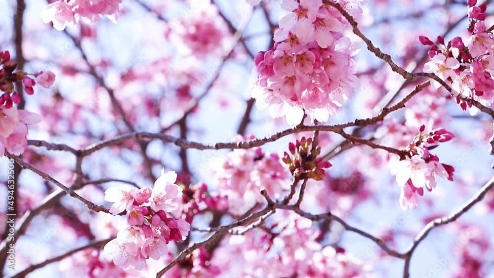 陽光桜 陽光桜