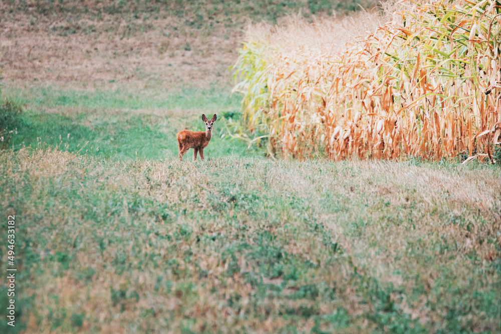 deer in the field deer in the field