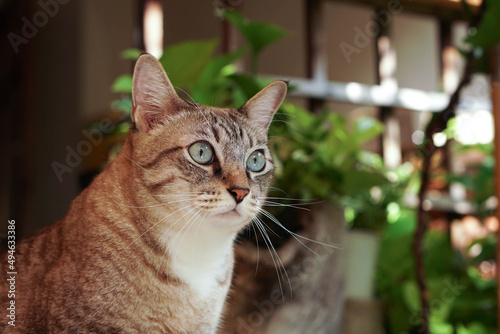 The orange cat is interested in something.