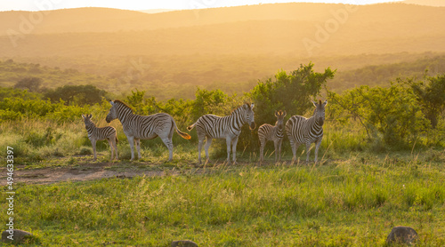 Zebra im Naturreservat Hluhluwe Nationalpark Südafrika