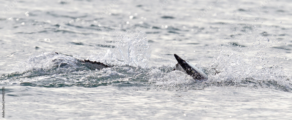 Fototapeta premium Humpback whale on Iceland