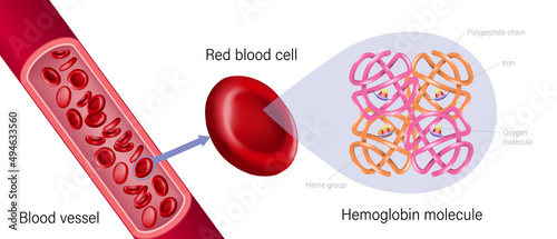 Blood vessel, red blood cell and hemoglobin. Heme groups, α and β subunits, ron atoms and oxygen molecule. photo