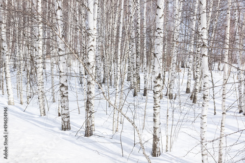 Young birches with black and white birch bark in winter in birch grove against background of other birches © alexbush