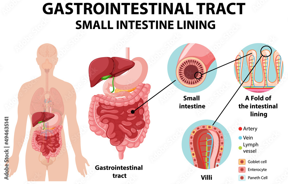 Obraz premium Diagram showing gastrointestinal tract