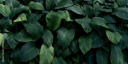Wallpaper Mural Spathiphyllum cannifolium nature green background, tropical leaf banner or floral jungle pattern concept. Torontodigital.ca